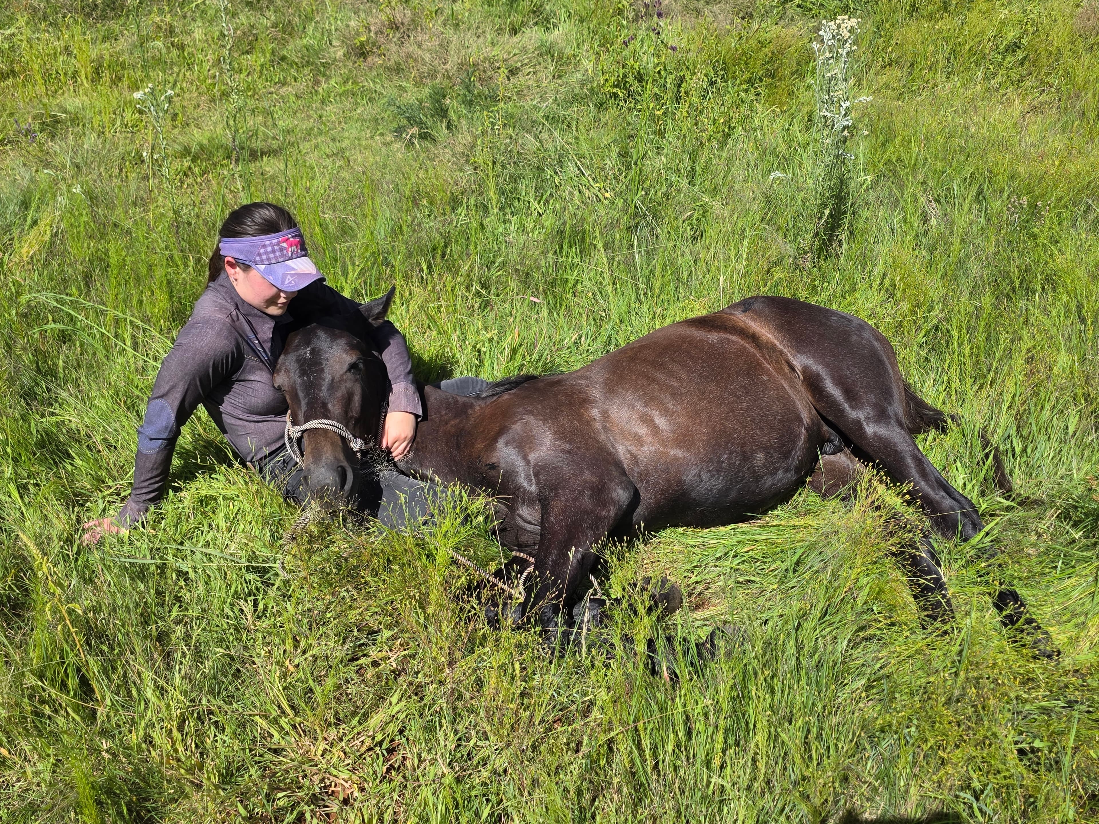 Our Horses